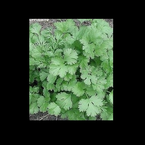 500 Coriander Leisure Seeds (Cilantro) large flavorsome leaf pro